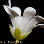 Cerastium carinthiacum Квітка
