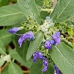 Caryopteris × clandonensis Çiçek