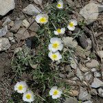 Ranunculus seguieri Plante entière