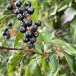 Cornus amomumLeaf