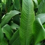 Heliconia psittacorum Leaf