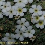 Androsace helvetica Fleur