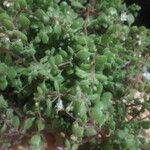 Crassula expansaList