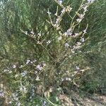 Limonium bellidifolium Fleur
