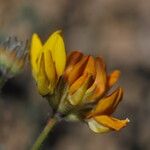 Lotus sessilifolius Çiçek