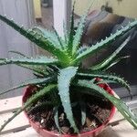 Aloe humilis Hoja