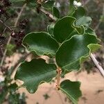 Pterocarpus rotundifolius Leaf