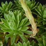 Aeonium × barbatum Celota
