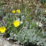 Potentilla crantzii Fleur