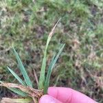 Axonopus fissifolius Leaf