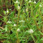 Gomphrena vermicularis Habit