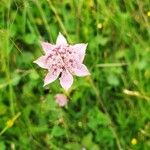 Astrantia maxima Flower