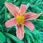 Hemerocallis fulvaKukka