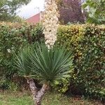 Yucca gloriosaХабит