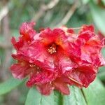 Rhododendron barbatum Flor