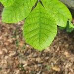 Carya tomentosa Folha