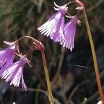 Soldanella alpina Flor