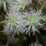 Mimosa watsonii Flower