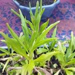 Xerochrysum bracteatum Leaf