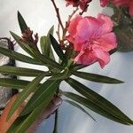 Nerium oleander Leaf