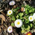 Bellis rotundifolia Flower