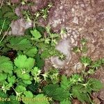 Geum heterocarpum Habit