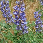 Lupinus formosus Flor