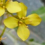 Sinapis arvensis Flower