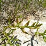 Salicornia subterminalis