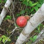 Ficus sur Fruto