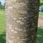 Toona ciliata Bark