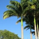 Roystonea regia Hábito