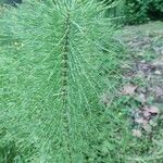 Equisetum telmateia Hoja
