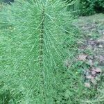 Equisetum telmateia Yaprak