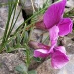 Vicia pyrenaica Květ