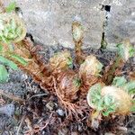 Dryopteris oreades पत्ता