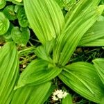 Veratrum nigrum Habit