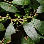 Naucleopsis capirensis Hoja