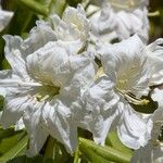 Rhododendron glanduliferum Flor