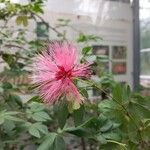 Calliandra tergemina Kvet