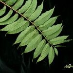 Toona sinensis Leaf