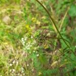 Poterium sanguisorba Flower