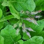 Symphytum caucasicum Flor