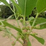 Ficus cordata Fruit