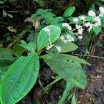 Miconia appendiculata Листок