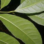 Gymnanthes riparia Hoja