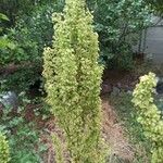 Rumex longifolius Flower