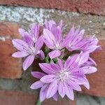 Allium unifolium Flower