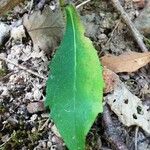 Hieracium sabaudum Leaf