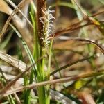 Carex humilis Floro